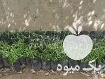 قیمت خرید 1000 عدد پالم واشنگتون نایلکسی در تنکابن در گروه خرید و فروش گیاهان زینتی در یکمیوه -عکس1