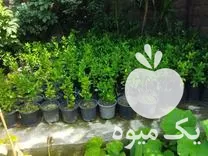 فروش گل شمشاد سبز ریشه پر در گروه خرید و فروش گیاهان زینتی در یکمیوه -عکس1