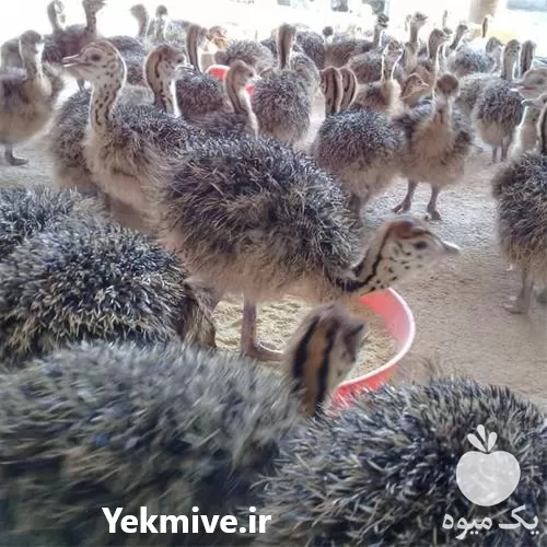 قیمت خرید شترمرغ 1 ماهه در اصفهان در گروه مرغ و خروس و بوقلمون و اردک قو قاز در یکمیوه -عکس1