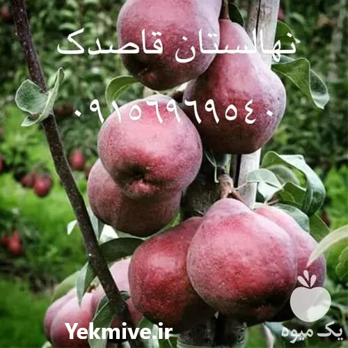 فروش قیمت نهال گلابی در مشهد در گروه خرید و فروش نهال گلابی در یکمیوه -عکس1