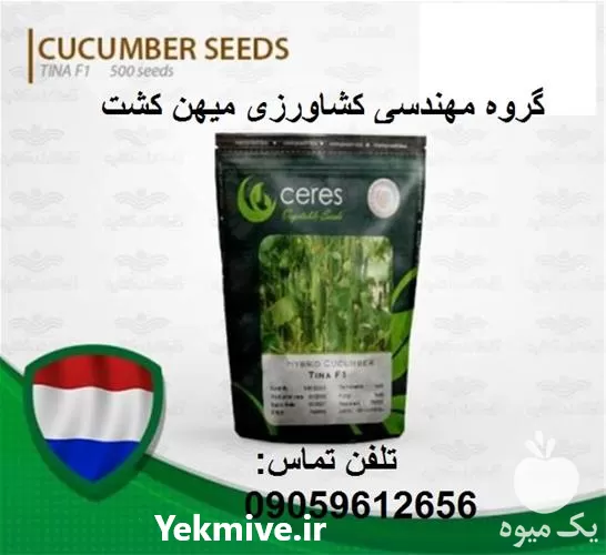 خرید بذر خیار گلخانه ای تینا در گروه خرید و فروش بذر خیار در یکمیوه -عکس1