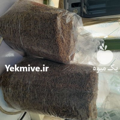 فروش میلورم خشک در دوگنبدان در گروه خوراک شیلات و آبزیان در یکمیوه -عکس1