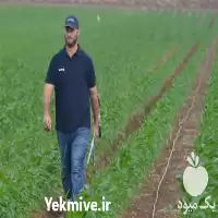 طراحی و اجرای آبیاری قطره ای در گروه خرید و فروش دستگاه آبیاری در یکمیوه