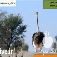فروش جوجه مرغ در سال 1400 در گروه مرغ و خروس و بوقلمون و اردک قو قاز در یکمیوه