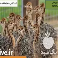 پیش فروش مرغ 1 روزه در اصفهان در گروه مرغ و خروس و بوقلمون و اردک قو قاز در یکمیوه