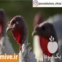 جوجه بوقلمون در شیراز نژاد برتر در فارس در گروه مرغ و خروس و بوقلمون و اردک قو قاز در یکمیوه