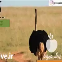 قیمت خرید جوجه مرغ تهران در گروه مرغ و خروس و بوقلمون و اردک قو قاز در یکمیوه