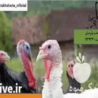 فروش بوقلمون در تبریز در گروه مرغ و خروس و بوقلمون و اردک قو قاز در یکمیوه