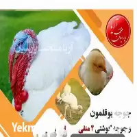 قیمت خرید جوجه بوقلمون در اصفهان در گروه مرغ و خروس و بوقلمون و اردک قو قاز در یکمیوه