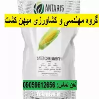 انواع بذر ذرت شیرین برند امیننت در همدان در گروه خرید و فروش بذر ذرت در یکمیوه