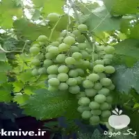 نهال انگور با کیفیت در انواع در گروه خرید و فروش نهال انگور در یکمیوه