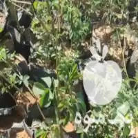 فروش گل محمدی نهال در همدان در گروه خرید و فروش نهال گل محمدی در یکمیوه