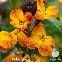 فروش خرید بذر گل شب بو در گروه خرید و فروش بذر گل در یکمیوه