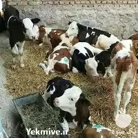 قیمت خرید گوساله در اصفهان در گروه گاو و گوسفند و میش و بز کهره گوساله در یکمیوه