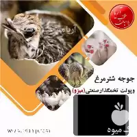 فروش مرغ هایلاین در گروه مرغ و خروس و بوقلمون و اردک قو قاز در یکمیوه