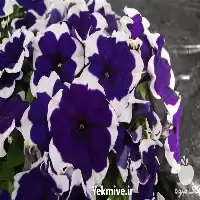 بذر گل زینتی فروش بذر گل در اصفهان در گروه خرید و فروش بذر گل در یکمیوه