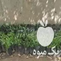 قیمت خرید 1000 عدد پالم واشنگتون نایلکسی در تنکابن در گروه خرید و فروش گیاهان زینتی در یکمیوه