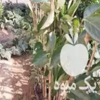 نهال خرمالو پایه کلو دو ساله در گروه خرید و فروش نهال خرمالو در یکمیوه