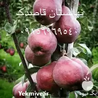 فروش قیمت نهال گلابی در مشهد در گروه خرید و فروش نهال گلابی در یکمیوه