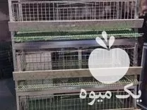 فروش قفس 5 طبقه بلدرچین در اصفهان در گروه تجهیزات مرغداری در یکمیوه -عکس1