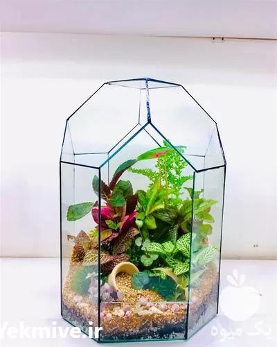 فروش تراریوم های خاص در گروه خرید و فروش گیاهان زینتی در یکمیوه -عکس1