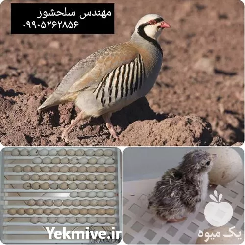 تخم کبک فروش تخم کبک در کرمانشاه در گروه انواع تخم ها در یکمیوه -عکس1