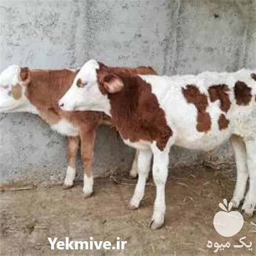 فروش گوساله سمینتال در ارومیه در گروه گاو و گوسفند و میش و بز کهره گوساله در یکمیوه -عکس1