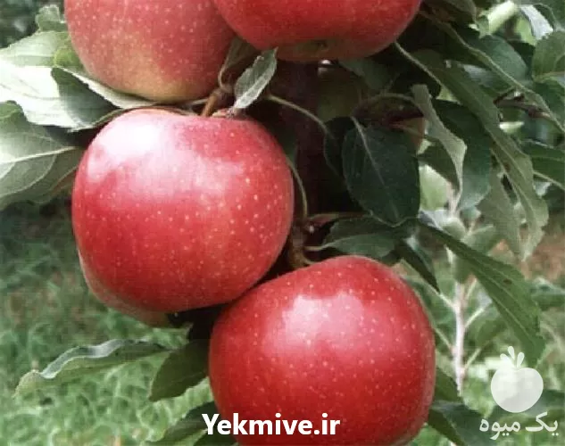 خرید نهال سیب در انواع مختلف در کرج در گروه خرید و فروش نهال میوه در یکمیوه -عکس1