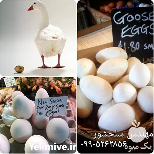 تخم غاز فروش تخم غاز در اردبیل در گروه انواع تخم ها در یکمیوه -عکس1