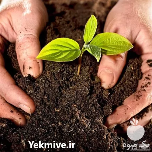 فروش انواع کود آلی در تهران در گروه خرید و فروش انواع کود کشاورزی در یکمیوه -عکس1