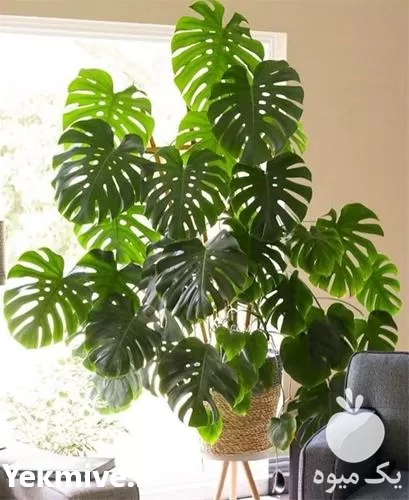 فروش گیاه برگ انجیری در تهران در گروه خرید و فروش گیاهان زینتی در یکمیوه -عکس1