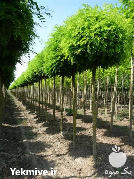 نهال میوه نهالستان بهمن آبادی کرج در گروه خرید و فروش نهال میوه در یکمیوه -عکس1