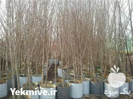 فروش انواع نهال در کرج در گروه خرید و فروش نهال میوه در یکمیوه -عکس1