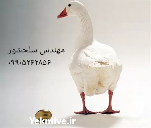 قیمت خرید تخم غاز نطفه دار در ایلام در گروه انواع تخم ها در یکمیوه -عکس1