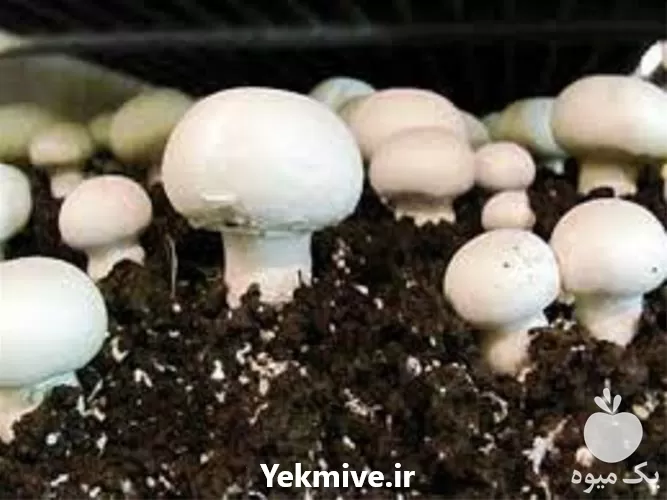 برگزاری دوره جامع آموزش پرورش قارچ در گروه دوره آموزش کشاورزی در یکمیوه -عکس1