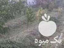 علف زنی و باغبانی در گروه خدمات باغبانی در یکمیوه -عکس1