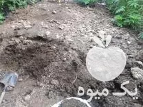 کود گاوی کیسه ای در ساری در گروه خرید و فروش کود گاوی در یکمیوه -عکس1