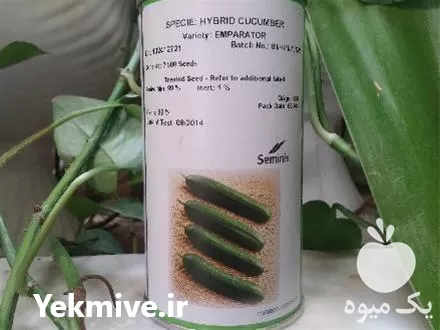 خرید بذر خیار رویال سمینیس مناسب در تبریز در گروه خرید و فروش بذر خیار در یکمیوه -عکس1