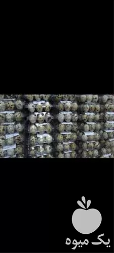 قیمت خرید تخم بلدرچین زیر قیمت در ارومیه در گروه انواع تخم ها در یکمیوه -عکس1