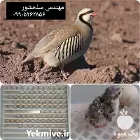 تخم کبک فروش تخم کبک در کرمانشاه در گروه انواع تخم ها در یکمیوه