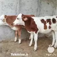 فروش گوساله سمینتال در ارومیه در گروه گاو و گوسفند و میش و بز کهره گوساله در یکمیوه