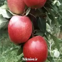 خرید نهال سیب در انواع مختلف در کرج در گروه خرید و فروش نهال میوه در یکمیوه