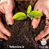 فروش انواع کود آلی در تهران در گروه خرید و فروش انواع کود کشاورزی در یکمیوه