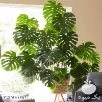 فروش گیاه برگ انجیری در تهران در گروه خرید و فروش گیاهان زینتی در یکمیوه