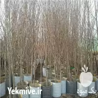 فروش انواع نهال در کرج در گروه خرید و فروش نهال میوه در یکمیوه