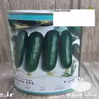 فروش بذر خیار داووس در تبریز در گروه خرید و فروش بذر خیار در یکمیوه