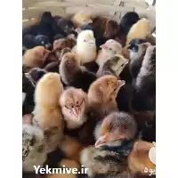 آگهی مشابه فروش جوجه یک روزه گلپایگانی در ساری در گروه مرغ و خروس و بوقلمون و اردک قو قاز در یکمیوه