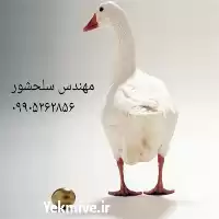 قیمت خرید تخم غاز نطفه دار در ایلام در گروه انواع تخم ها در یکمیوه