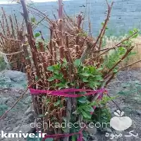 فروش نهال زرشک قرمز در کرج در گروه خرید و فروش نهال زرشک در یکمیوه