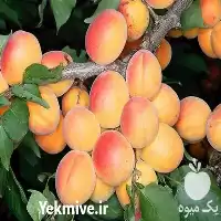 فروش نهال زردآلو با بهترین کیفیت در اصفهان در گروه خرید و فروش نهال در یکمیوه
